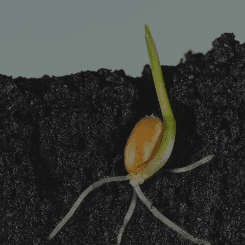 Phase 0 : संकल्प