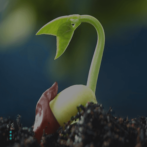 Phase 1 : आरम्भ