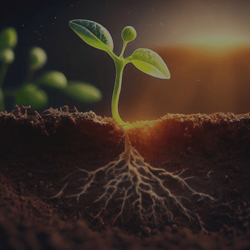 Phase 2 : वर्धन